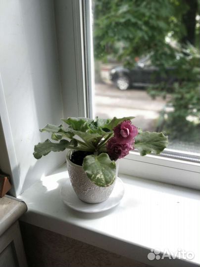 Фиалка Ле Роза Ветров, Бегония black mamba