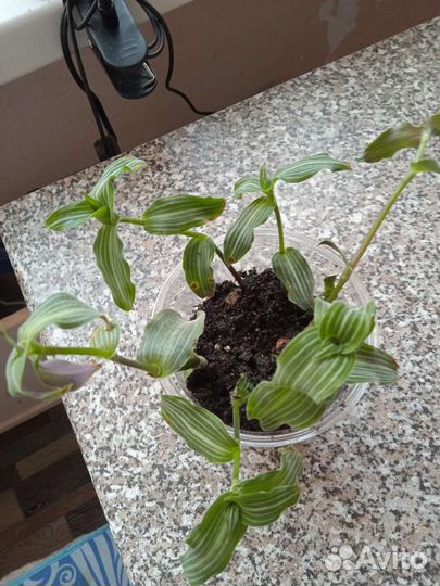 Каллизия элегантная (изящная)