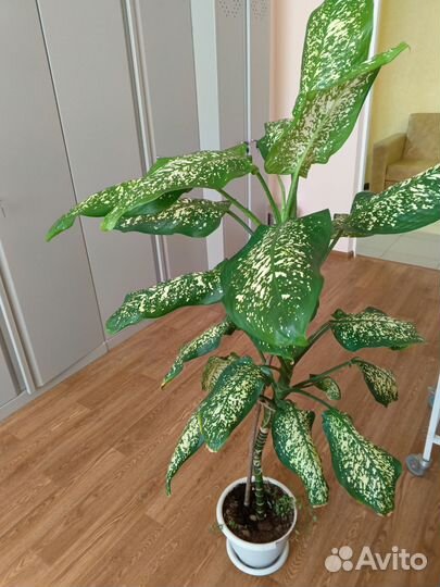 Диффенбахия