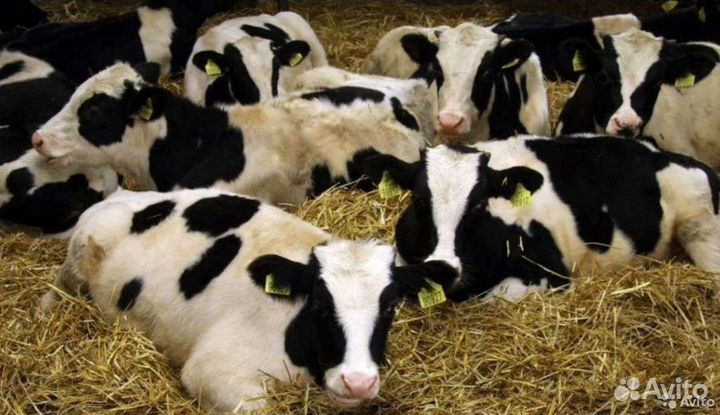 Быки на мясо сименталы лимузины холмогоры