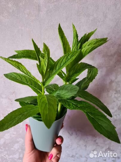 Мята сортовая