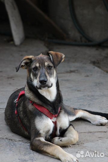 Собака в добрые руки отдам бесплатно