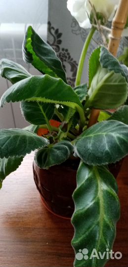 Глоксиния махровая