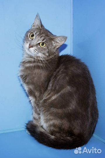 Кошечка с необычным окрасом мечтает стать домашней