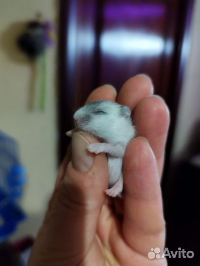 Джунгарские хомячки