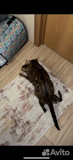 Бенгальский кот вязка