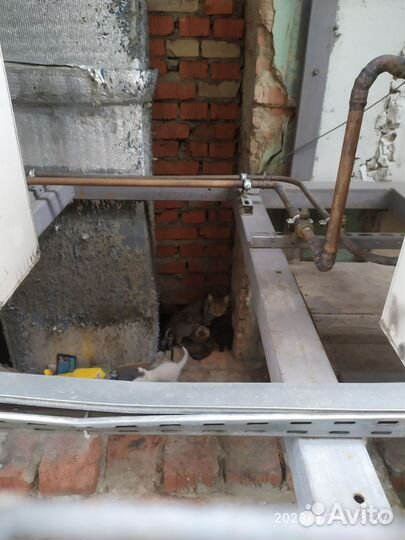 Кошка с котятами, передержка или дом