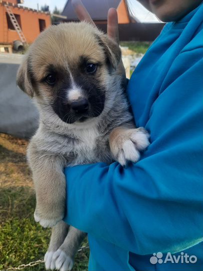 Щенки бесплатно