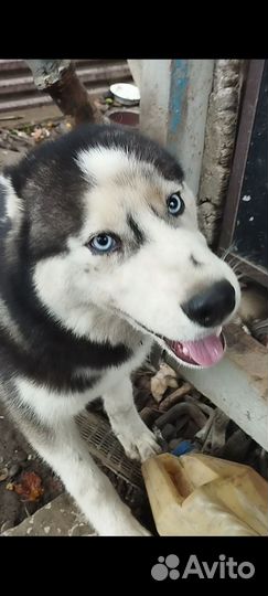 Сибирский хаски