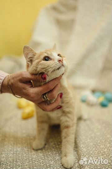 Котенок (девочка) в добрые руки