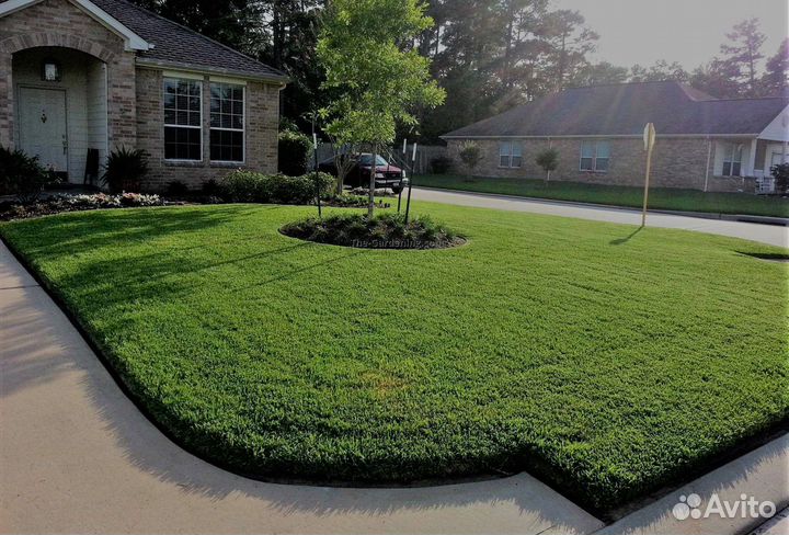 Газонная трава 