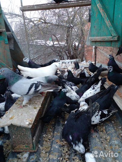 Бойных пород голубей