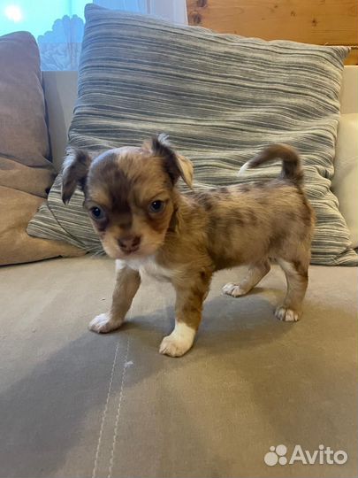 Щенки чихуахуа