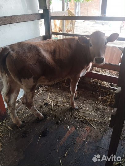 Корова телка