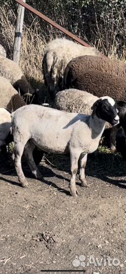 Бараны на племя - дорпер 100 и 93,75 процентный