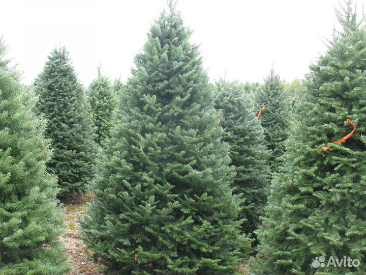 Новогодняя / Ель / Сосна / живые