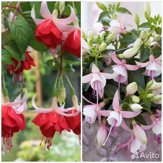 Фуксии Veenlust и Bella Sophia