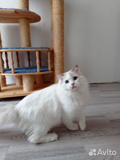 Кот в добрые руки