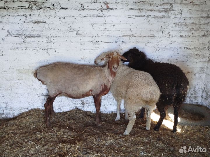 Бараны курдючные.Две ярки и одна котная