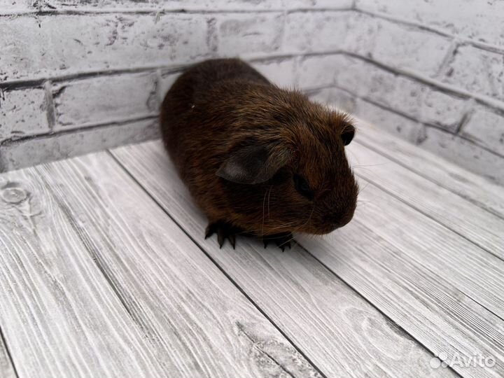 Породистая морская свинка окраса агути