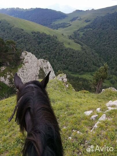 Заброска в горы Аренда лашадей, конные прогулки