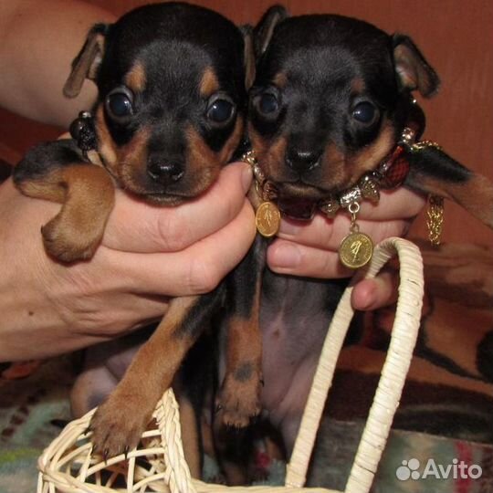 Мини той-терьер щенки-бронь