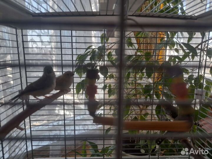 Зебровые амадины