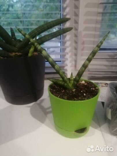 Сансиеверия Цилиндрика