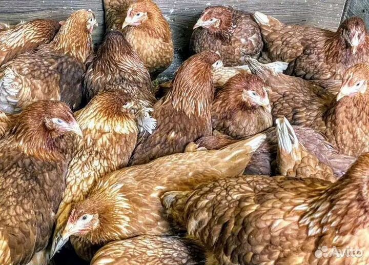 Куры Несушки и Молодки, Гусята,Бройлеры,Утята