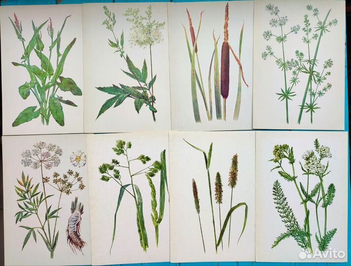 Винтажные ботанические открытки