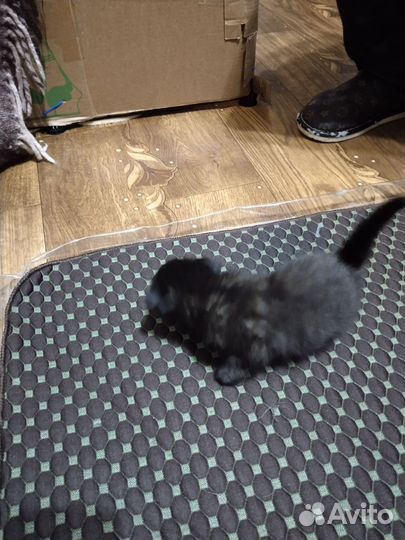 Вислоухие котята в добрые руки