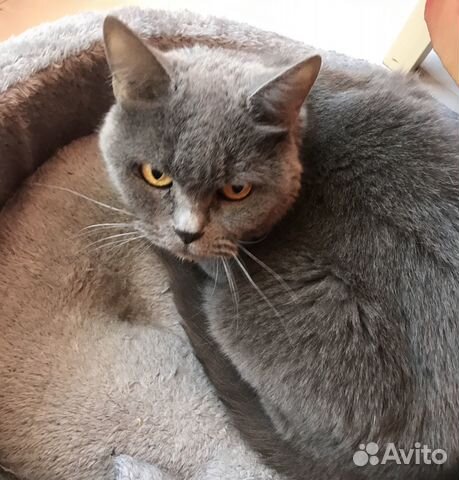 Кошка в добрые руки