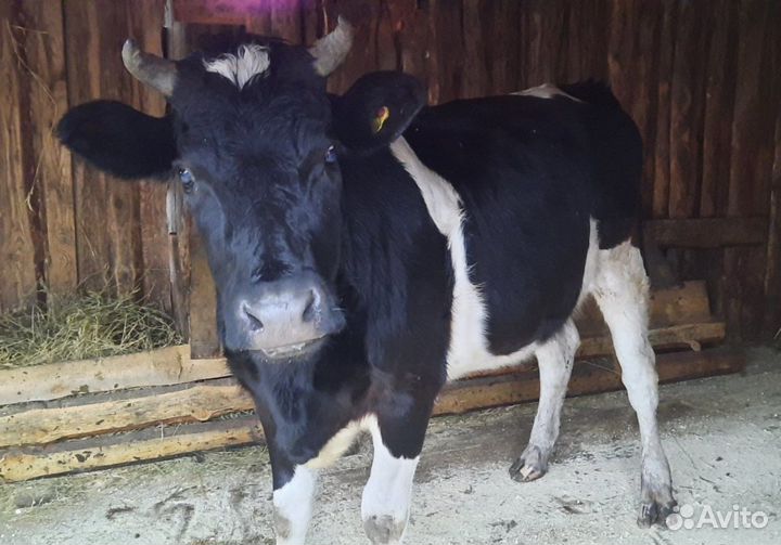 Бык и телка