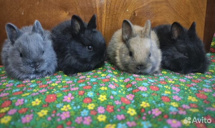 Декоративные кролики