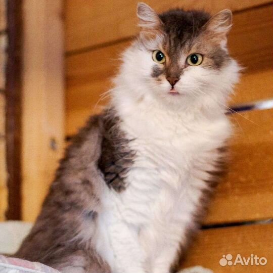 Голубушка ищет семью