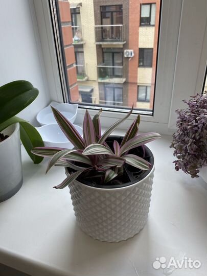 Традесканция