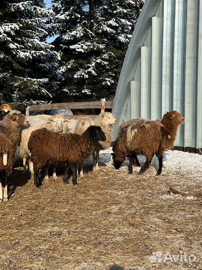 Ягнята, овцы, бараны