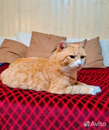Рыжий несчастный кот