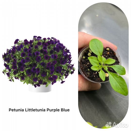 Вегетативная петуния - литлтуния