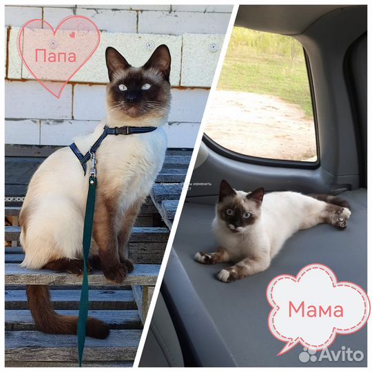 Тайские котята