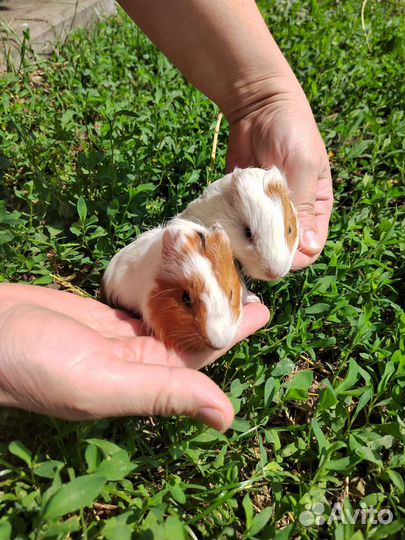 Морская свинка