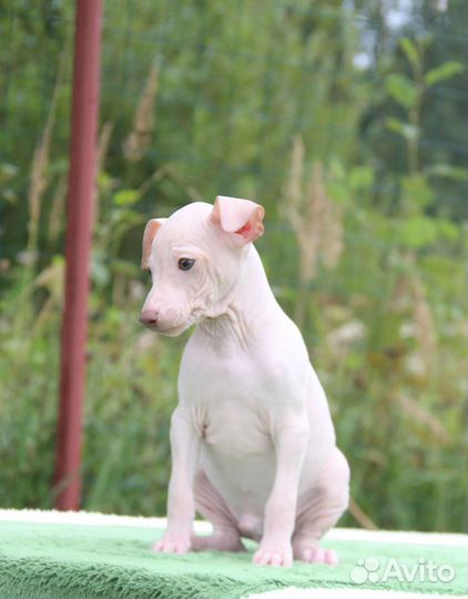 Американский голый терьер