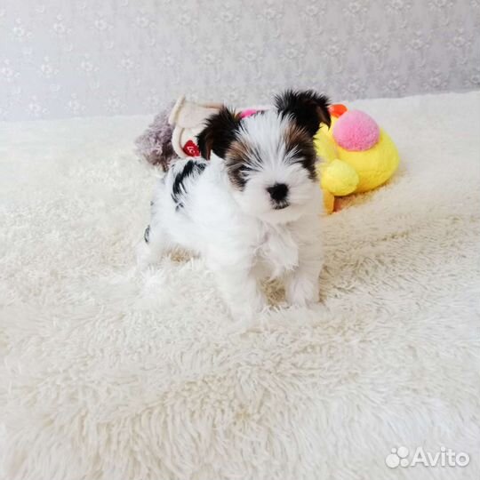 Девочка Бивер