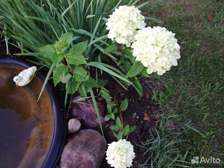 Гортензия. Цветы