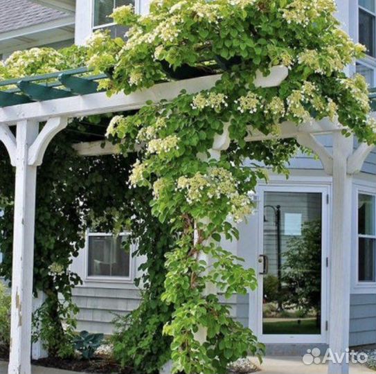 Гортензия черешковая