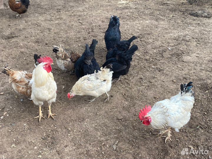 Молодые петухи