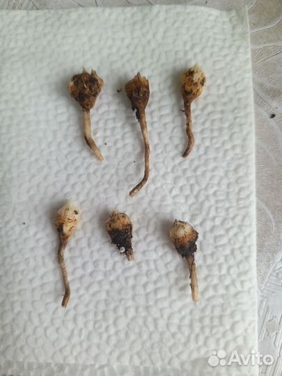 Клубни алоказии Анторо Вельвет