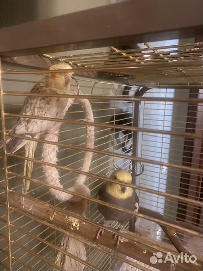 Попугай корелла говорящий с клеткой