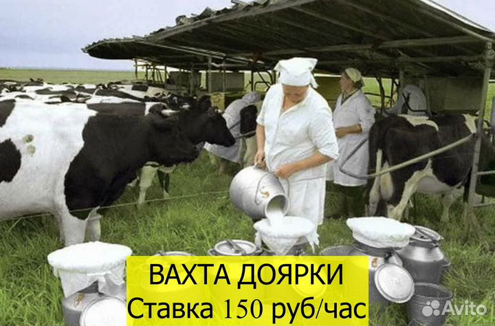Доярка Вахта 30, 45 смен 18+