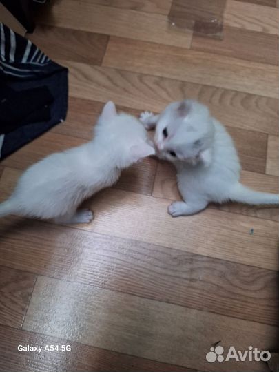 Котята отдам бесплатно